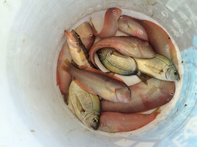Fische nach dem Fang