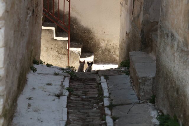 Katzenpolizei in Marathokampos