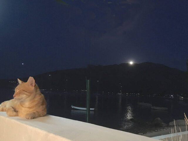 Mondaufgang interessiert Katze nicht