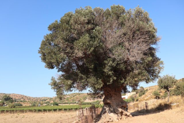 schöner Baum