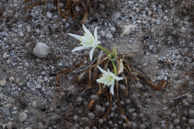 Gyali Bimssteinblumen