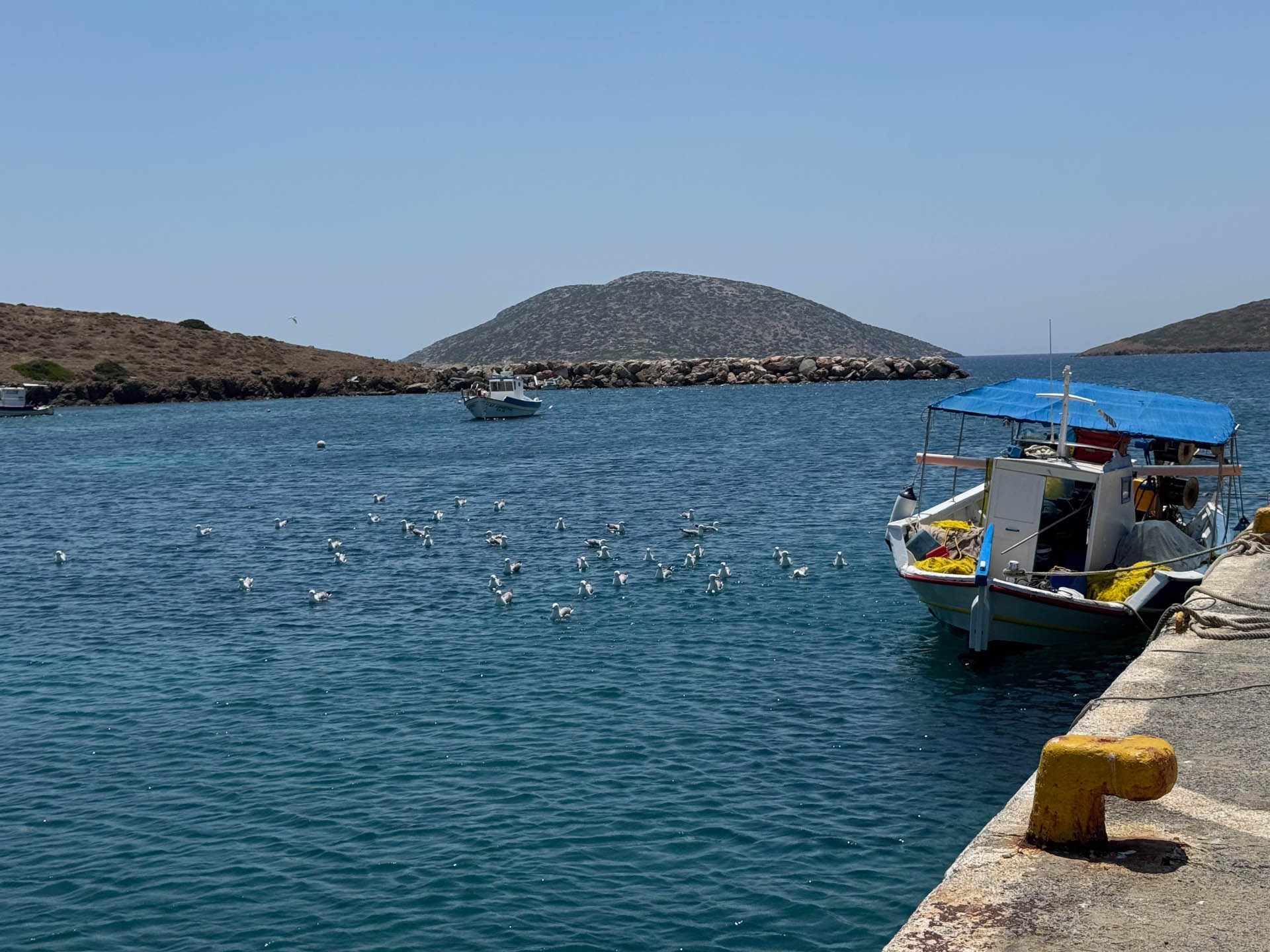 2026-06-10 Astypalea Maltezana Die Möwen freuen sich über ankommende Fischerboote, die Fischreste ins Wasser schmeißen.
